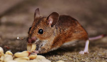 24 Hour & Emergency Exterminators in Gilboa, WV